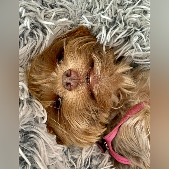 Meet your Posher, Lala💋 - Picture 4 of 4